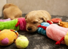 c16d2766b9a22182f2faa0773c5d88d5_237