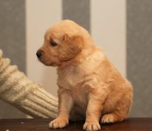 c1852f1bdd1190a81d196316e5e161f1_215