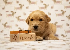 c195a4aa629b409f9f255fd965f43393_237