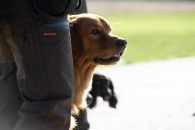 c1f9b18a1d0193248c50329d243a566b_195x130_fill