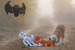 c21b5d539c2f7cbf517f8c82f28878be_246