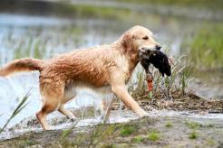 c2598c665fd0fbc706c3418fde08dfe6_246