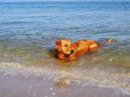 c2722816601565964da6e94b629ca3cc_184x138_fill