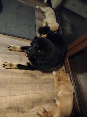 c2d36852cdaaeffb39e27502fcce085a_174x232_fill