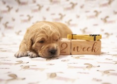 c33268077c082cf304f62d74671075d3_237