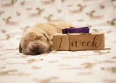 c364876f6cf311b95c512da78bbe6ae8_237