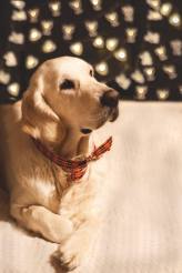 c39e187a574b1ffbe6b74e119e6ead1e_164x246