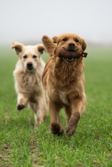 c43b3513aa5df85a243a900265e4bea3_164x245