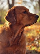 c528cdab6b6cd8b66c9b26f5b1ee1c93_138x184_fill