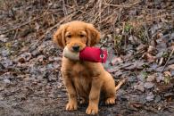 c53cf7fcdb852a25bc62ffb61260c990_195x130_fill