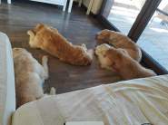 c5e96e4a6d0779abccd2bb05fe723963_185