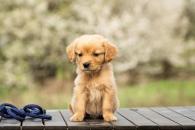 c6244d6714b12f8677dfd0e9efbbd4df_195x130_fill