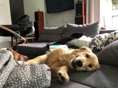 c63f450af82e62d1ed0388034dcad58b_232x174_fill