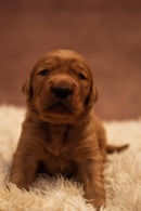 c74dad7418fa1efc4c388322e64c07ff_130x195