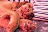 c7efda80b13183ea3689084609d7ab1d_195x130_fill