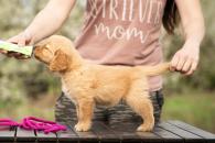 c8116f1dd86754e62137d7768ff01956_195x130_fill