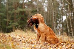 c87fa0e55a2819258ca838a4b7804432_245