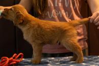 c8b0c9b4616ca3da8182ae1418028919_194