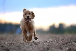 c8b52dd783bb43ab08324a9fa98bf75f_246