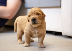 c980595d5d68721ebe301c15c5e51de8_237