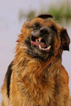 c988a9e60225c612f935f496ec8324d7_244x366_fill