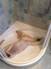 c9900d220f06b25a3d4f40e70828d220_172x230