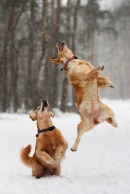 c99d43dbc7973680d461f1a8280ff713_130x194