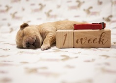 c99d93058a82e06f2780fdd87ddd8e40_237