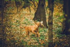 c9b219cacb82a0955214365fa5eee600_246