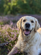 c9c1c6c606fbecd67d8f1806a4f0b822_174x232_fill