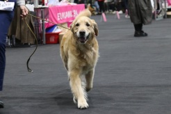 c9d38d3180f310ca1d373308fe9814ac_246