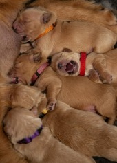 ca03a3e6ee259d5e40efc94bd45b1d06_170x237