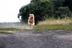 ca049149cf4ee94a29a1515eaba2859e_245