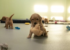 ca33e2a4cc7ca46e7eba259c6cb9f8a6_237