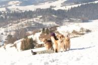 ca3660aca935626942f7c77b867ff442_194