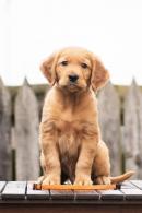 ca6045914b6412b817191125c23195f9_130x195_fill