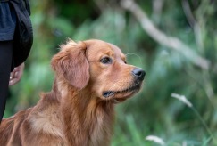 cab2d8e94c652f1768a81d526db1d818_243