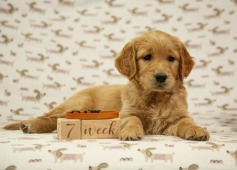 cb14bc3b5ea04b2e7987c3f951d785ed_237