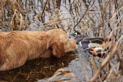 cb813ad623ea351adfaa09caece991eb_246