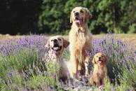 cbada58abde15d0841b0f5505137d8ea_194