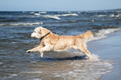 cbaf81236821abac8194e46d42279ba7_246