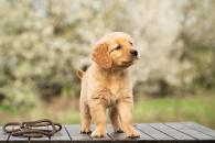 cbc19b64f855fd945537b8f1460c4174_195x130_fill