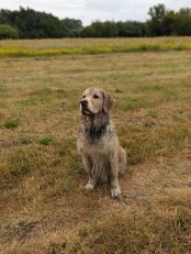 cbd21aae24ff1178d2ff4d6398ddea4e_174x231