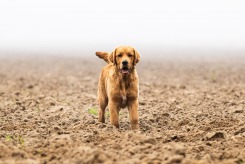 cc25ebb94c9e10319d02806cd6366007_245