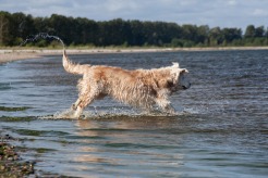 cc8f2b23a402102c5bc71a3fa1a0a71c_246