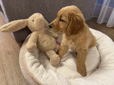 ccbffe9956b90d0cdc7260f889a0ae4f_232x174_fill