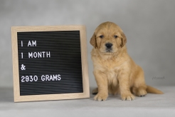 ccc5913da3f3b4f6310d12cc8208b811_246