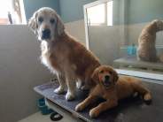 ccce07462c8c59370a553b8862d8befe_184x138_fill