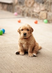 cd4237839837729ee676a79c63c32cab_170x237