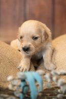 cd731d6a18fce8dac7fe12d9a773efc0_130x195_fill